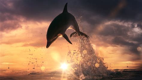 3840x2160 Dolphin Jump Out Of Ocean 4K ,HD 4k Wallpapers,Images ...