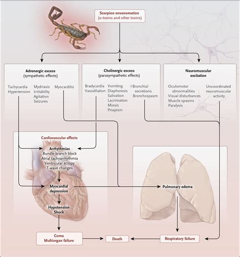 Scorpion Envenomation Nejm