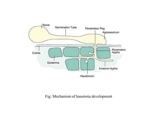 Fungal Haustoria | PPT