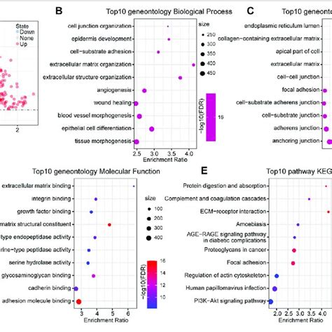 Functional Enrichment Analysis Between Risktypes A Volcano Plot Of Download Scientific