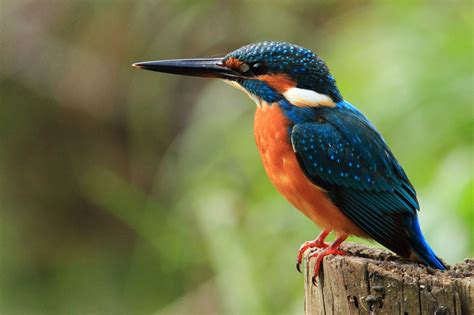 kingfisher common kingfisher kingfisher watercolor bird
