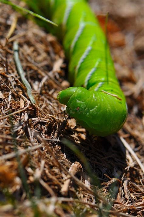 Green tomato hornworm stock photo. Image of horned, hornworm - 16343722