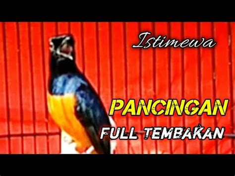 Murai Batu Gacor Full Isian Tembakan Mewah Pancingan Murai Paling