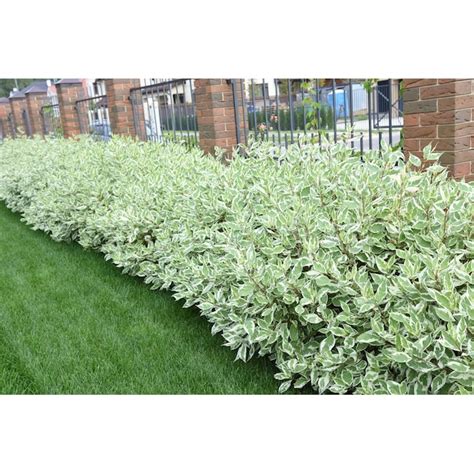 White Variegated Red Twig Dogwood Accent Shrub in 1-Gallon Pot in the Shrubs department at Lowes.com