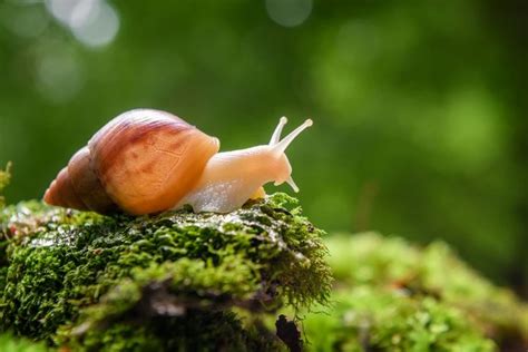 Garten Im Mai Welche Gartenarbeit Erwartet Sie Bzw Welche Pflanzen