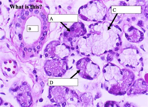 Salivary Glands Histology Flashcards Quizlet