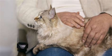 Diabetes en gatos Síntomas diagnóstico y tratamiento Koala Mascotas