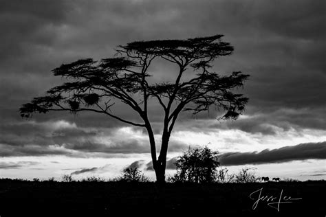 Black And White Photography Nature