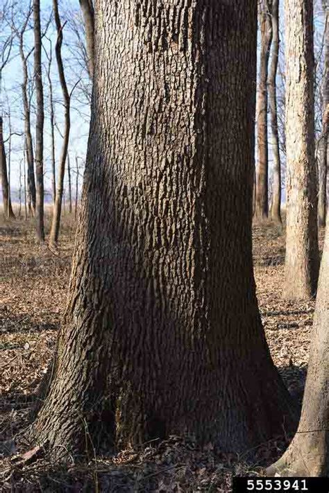 Arkansas Tree Database - Overcup Oak