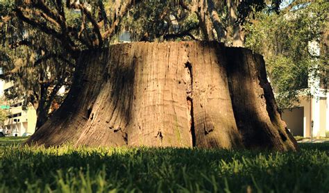 Live Oaks In Tallahassee Part 1 History Age And Exceptional Trees