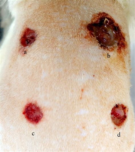 Cutaneous Wounds In The Thoracic Lumbar Region Induced Surgically In