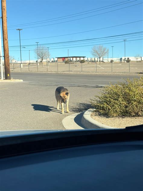Lost and Found Pets in El Paso | Lost dog!!! Saw this dog by Rojas and