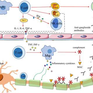 Possible pathogenesis and therapeutic strategy of GBS associated with... | Download Scientific ...