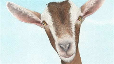 How To Paint A Realistic Goat In Watercolor Youtube