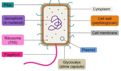 Prokaryote Structure For Drawing Diagram Quizlet