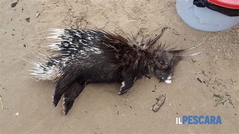 Istrice Trovato Morto Sulla Spiaggia Nella Zona Del Centro Foto