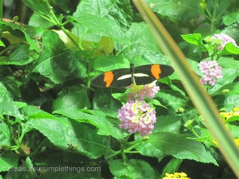 butterfly habitat — pleasure in simple things