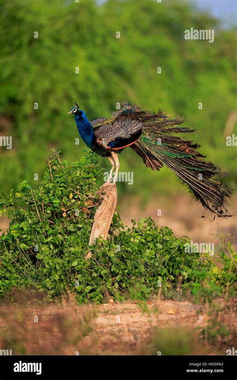 Indian Peafowl Pavo Cristatus Adult Male On Branch Bundala