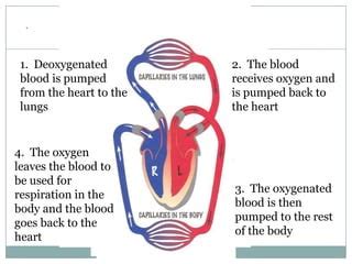 cardiovascular system pptx