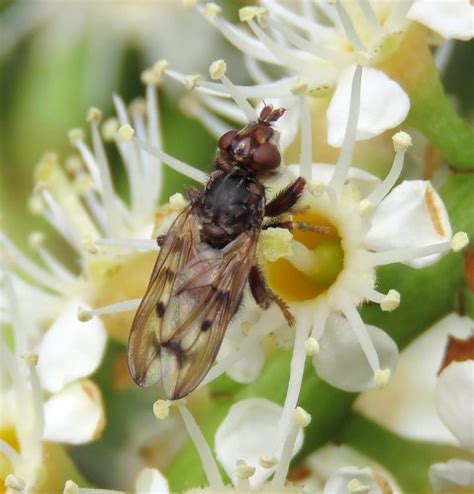 Myopa Tessellatipennis Female Ryton Wood Warwickshire Flickr