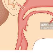 Print Matching Pairs Sistema Digestivo Biolog A Maternal