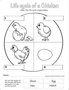 Life Cycle Of A Chicken Worksheet