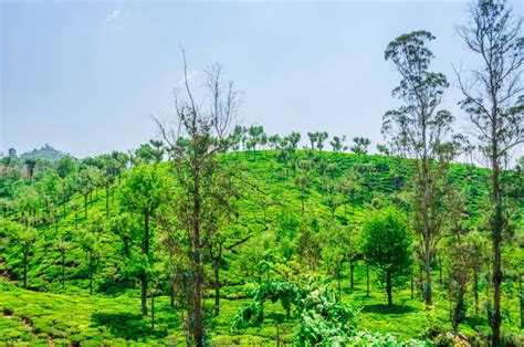 The Nilgiri Region is Renowned for Its Tea and Most of the Areas in ...