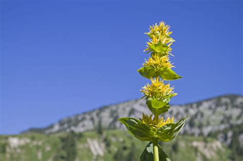 Genziana Per Depurarsi Cure Naturali It