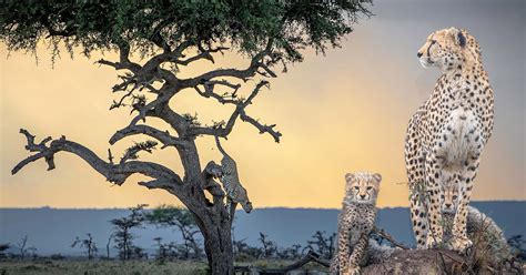 Photographer Salutes Action Packed Cheetahs With Showstopping Photos To