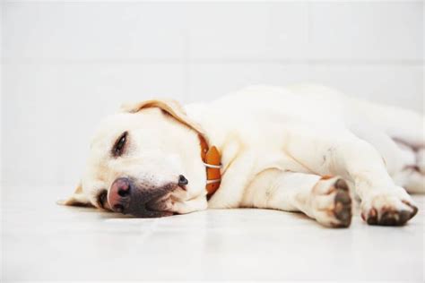 Tapeworms In Dogs - What Are The Causes & How to Get Rid of Them?