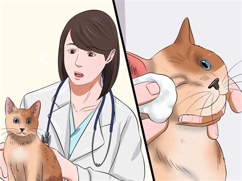 How To Diagnose Conjunctivitis In Cats 9 Steps With Pictures