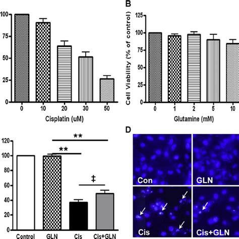 Dose Responses Of Cisplatin And Glutamine In HK 2 Cells And Effect Of