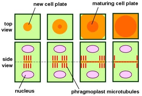 What is the Difference Between Cleavage Furrow and Cell Plate - Pediaa.Com