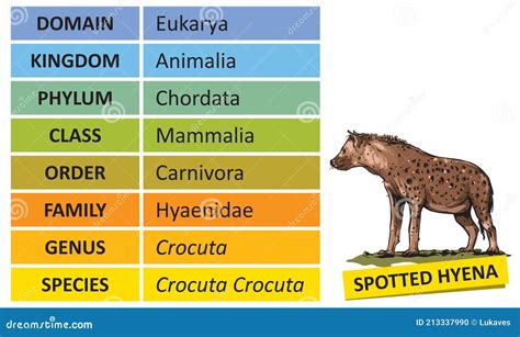 Taxonomic ranks-hyena stock vector. Illustration of graphic - 213337990