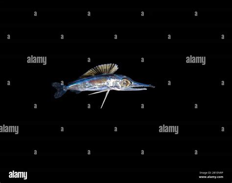 Marlin Fish Underwater High Resolution Stock Photography And Images Alamy