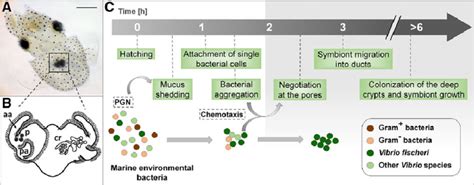 The onset of the squid-vibrio symbiosis. A. A newly hatched Hawaiian ...