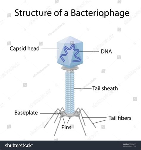 Structure Bacteriophage Stock Vector 96898873 Shutterstock