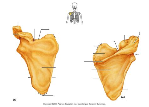 Shoulder blade Diagram | Quizlet