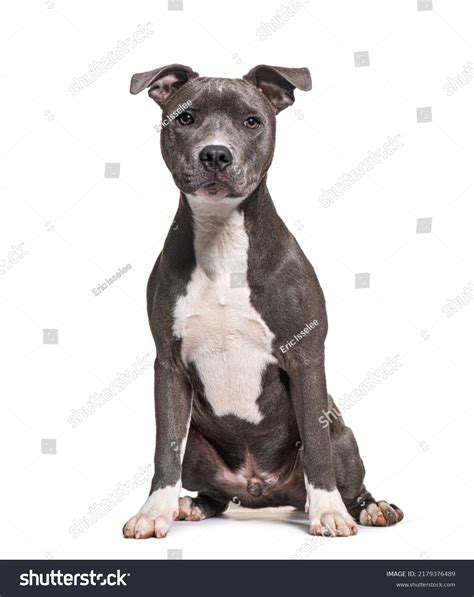 4,704 Staffy Stock Photos, Images & Photography | Shutterstock