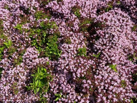 Wilde Marjolein Origanum Vulgare Compactum Dwergmarjolein