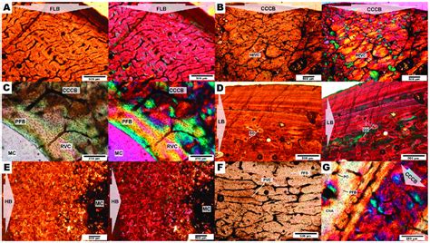 Bone tissue types observed in Caraguatypotherium munozi. (A ...