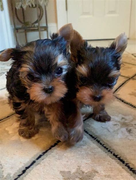 Radford Yorkshire Terriers Puppies And Kitties Yorkie