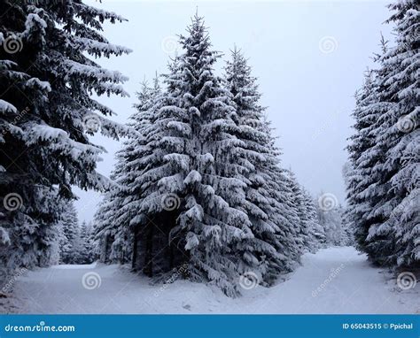 Snowy trees stock image. Image of snowy, winter, trees - 65043515