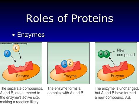 PPT Protein Amino Acids Chapter 6 PowerPoint Presentation Free