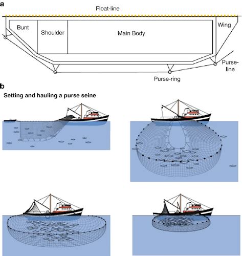 Purse Seine Fishing - Universal Group Of Institutions