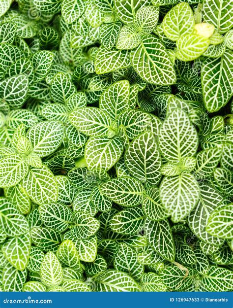 Nerve Plant Fittonia Verschaffeltii Leaves On A White Background Paper