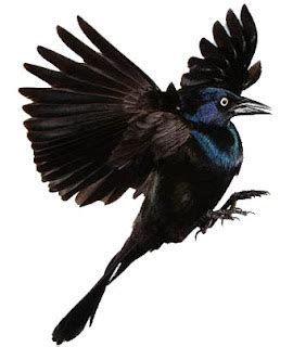 TATTOO SYMBOLISM: Blackbird Tattoo Symbolism