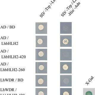 Yeast Two Hybrid Analysis Of Protein Protein Interactions The