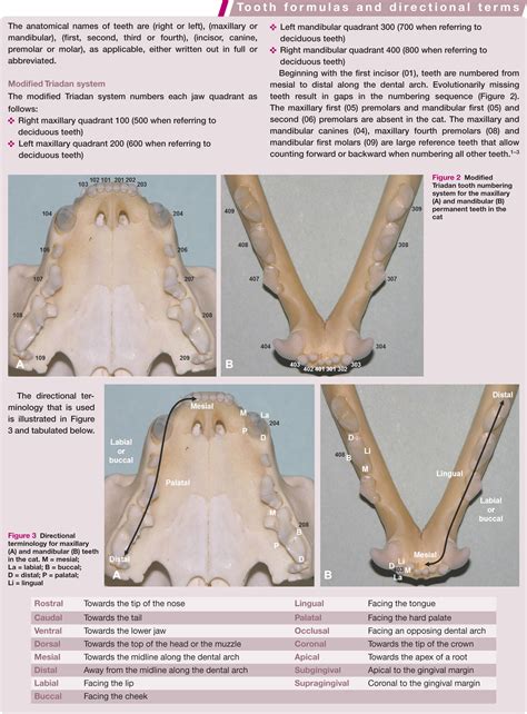 Applied Feline Oral Anatomy And Tooth Extraction Techniques An