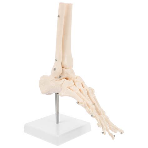 Anatomia Stopy Staw Skokowy Model Ko Ci Pcv Cz Owieka